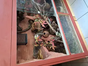 Kornnattern mit Terrarium und Zubehör  Bild 5