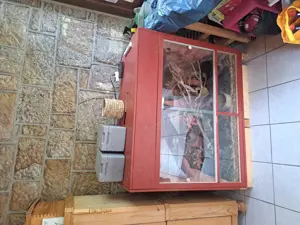 Kornnattern mit Terrarium und Zubehör  Bild 6