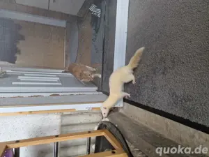 Frettchen suchen ein neues Zuhause 