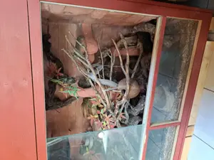 Kornnattern mit Terrarium und Zubehör  Bild 8