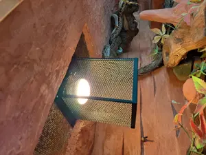 Kornnattern mit Terrarium und Zubehör  Bild 9