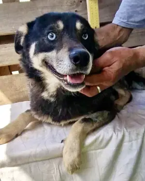 Verschmuster und verträglicher Moritz verlor sein Herrchen
