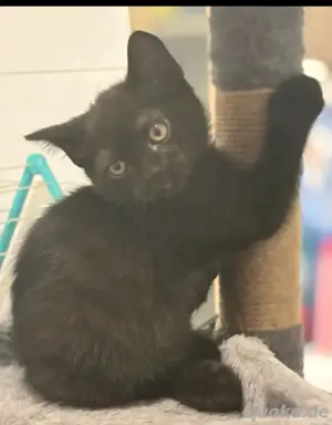 Britisch Kurzhaar Katzen & Katzenbabys kaufen, verkaufen & zu verschenken