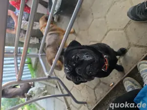 schwarzer Mops 