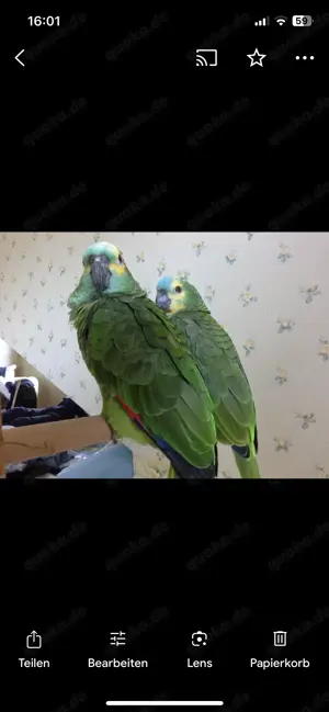 2 Blaustirnamazonen  aestiva mit Citesbescheinigung