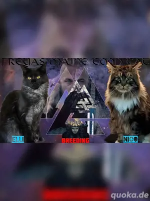 Maine Coon Kitten Wurfankündigung