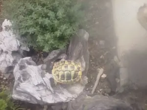 Griechische Landschildkröten 