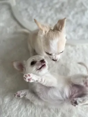 Unsere 3 zuckersüßen Chihuahua Langhaar Welpen, Molly, Schnuki und Coco suchen zuhause.