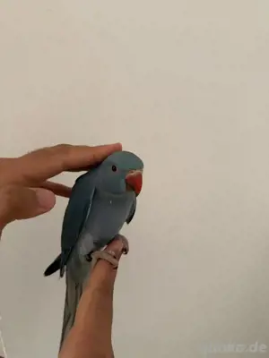 Super Handzahmen Baby Blau Halsbandsittich