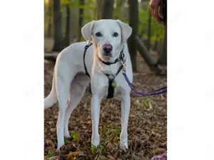 Fedro sucht sein Zuhause