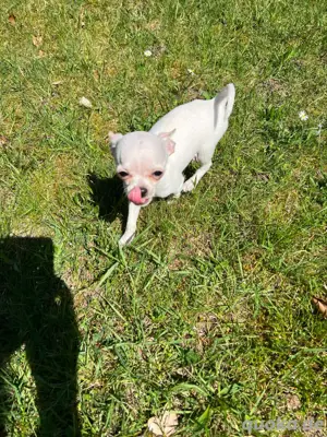 Reinrassige mini Chihuahua Welpen entwurmt und geimpft mit Starterpaket.