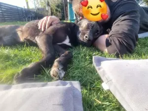 bezaubernde Roxy sucht ihr Zuhause