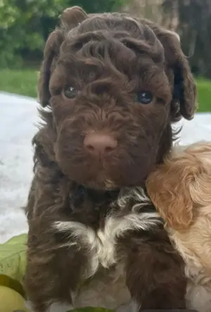Reinrassige Lagotto Romagnolo Welpen zu verkaufen 