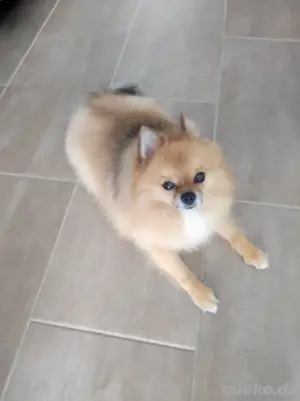 pomeranian spitz 