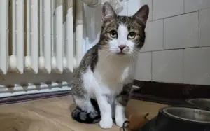 Shiva wartet sehnsüchtig auf ein Zuhause!
