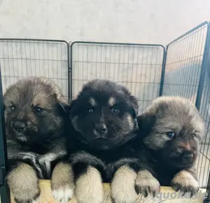 Eurasier Mix Welpen suchen Ihr neues zuhause
