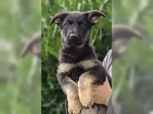Deutsche Schäferhund welpen!!