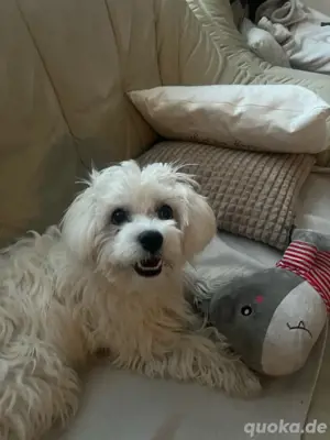 Hund Malteser