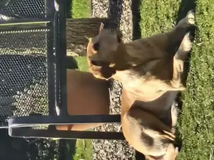 Labradorwurfplanung  September 2025!!!