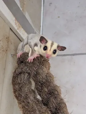 Gebe ein Sugar Glider Weibchen ab 