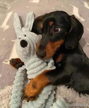 Kurzhaar Zwergdackel abzugeben 