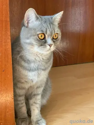 2 Katzen, weiblich, 1 Jahr alt