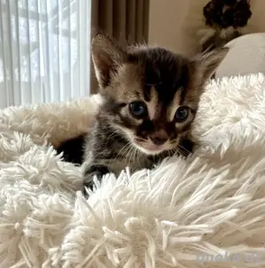 Bengal Mix Kitten 