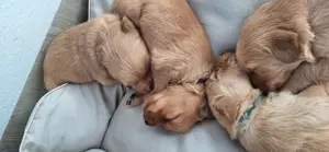 Dark Golden Retriever Welpen - reinrassig