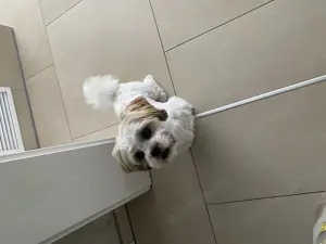 Deckrüde Shih Tzu 2 Jahre alt, freundlich,sozial. Kein Verkauf 