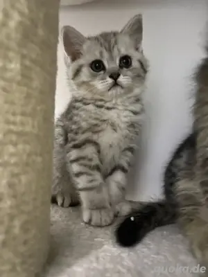 BKH Kitten( nur noch ein Mänchen frei)
