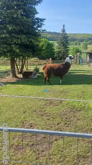 Suche jemanden der Lamas schert