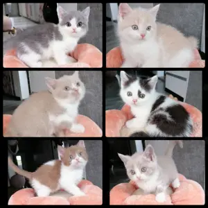 Traumhaft schöne BKH Kitten 