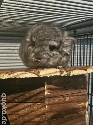 Chinchilla Böckchen