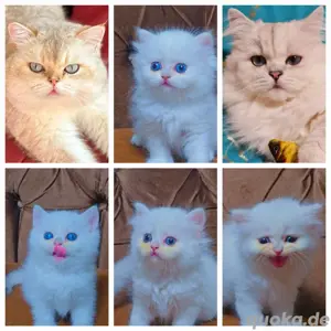 baby - Katzen & Katzenbabys kaufen, verkaufen & zu verschenken