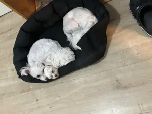 Malteser Weibchen sucht zuhause