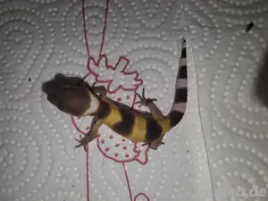 0.1 Leopardgecko NZ 
