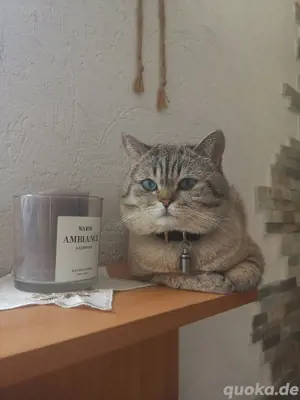 BKH Deckkater  Bild 9