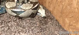 1.0 Boa constrictor 