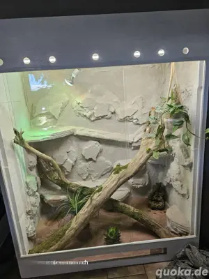 Terrarium 