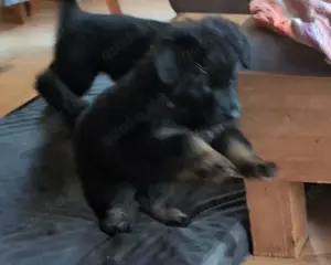 Altdeutscher Schäferhund Welpe 