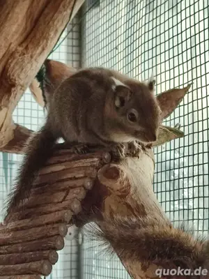 Streifenhörnchen, Chinesische Baumstreifenhörnchen, Hörnchen  Bild 2