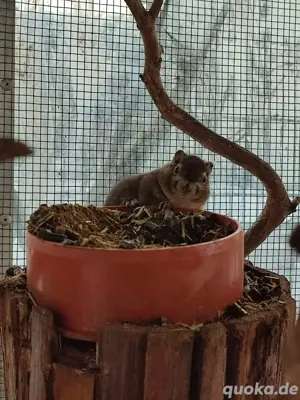 Streifenhörnchen, Chinesische Baumstreifenhörnchen, Hörnchen  Bild 3