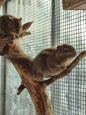 Streifenhörnchen, Chinesische Baumstreifenhörnchen, Hörnchen  Bild 4