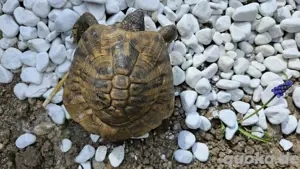 THH Griechisches Männchen 