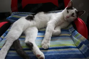 Katze    Kater tot   in 85051 Ingolstadt   Hundszell