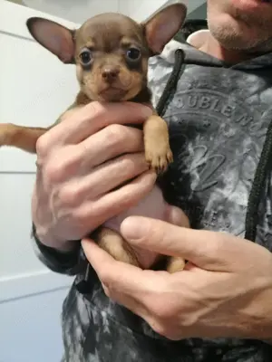 Russische mini toy Terrier!!! nur noch eine Junge 