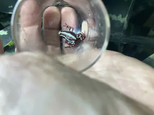 Dreistreifenbaumsteiger Epipedobates anthonyi
