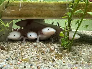 Axolotl Jungtiere aus MV