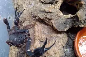 Iurus dufoureius