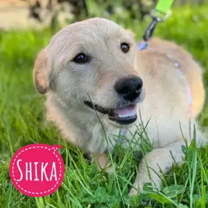 Shika, ein Engel auf 4 Pfoten, Labrador Mix